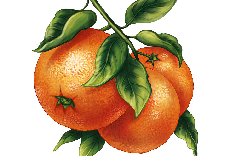 illustration fruit orange intro