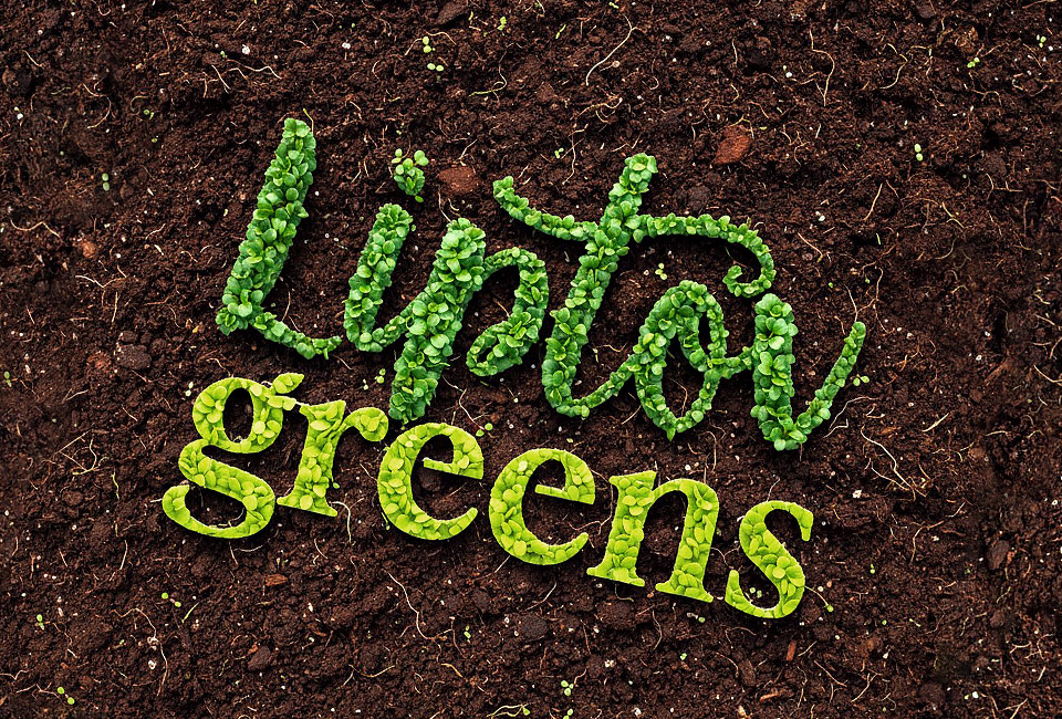 Branding, packaging a webdesign pre mikrozeleninu Liptov Greens